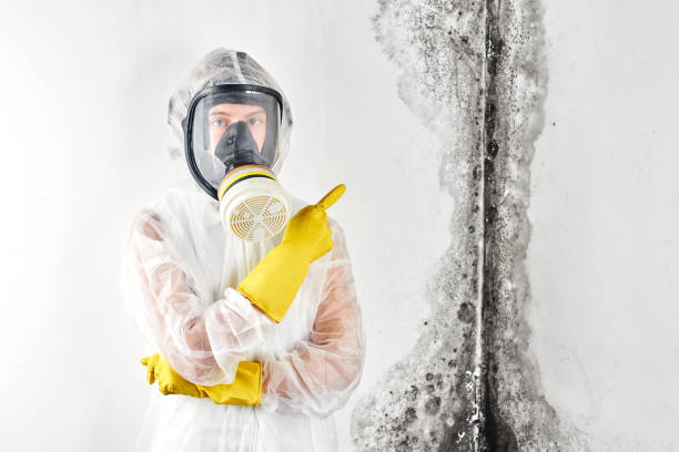 Why You Should Choose Our Mold Remediation Services in Fox Island, WA